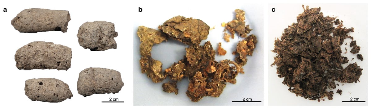 Researchers develop new tool to study ancient poop, provides insight into evolution of gut microbiome