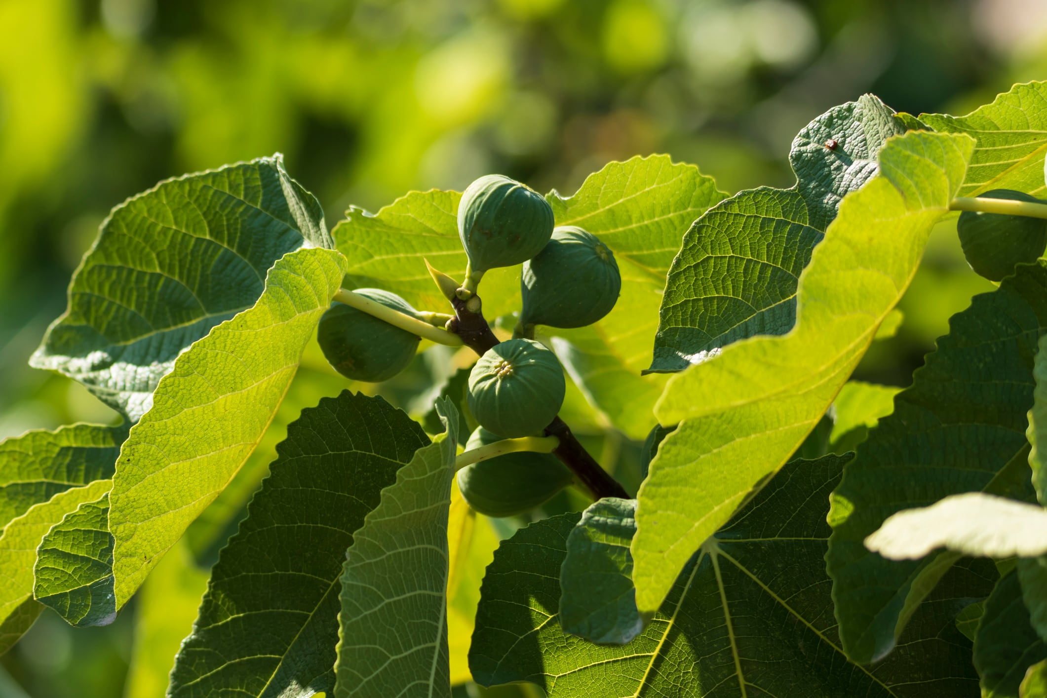 Study-Euromed-s-ABAlife-fig-extract-promotes-muscle-metabolism-and-insulin-sensitivity.jpg