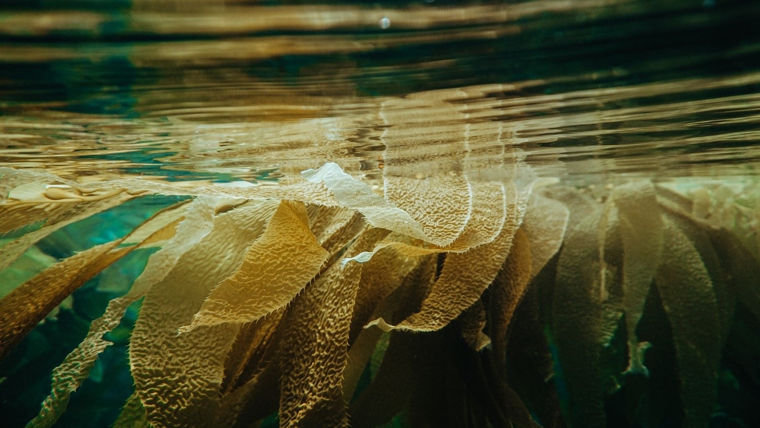 Microalgae and marine stewardship: Japanese firm first to earn joint seaweed certification