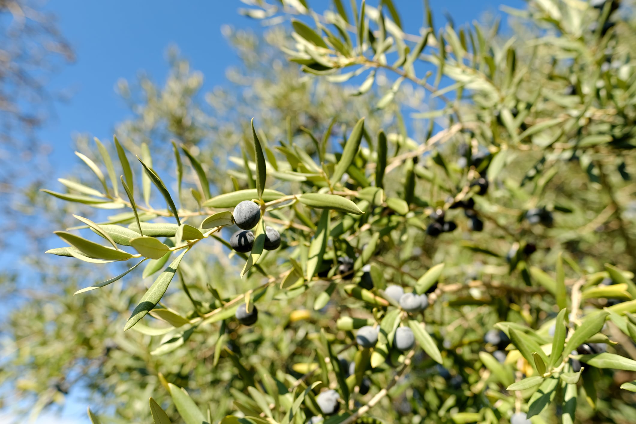 Bonolive may improve postmenopausal health and symptoms: Study