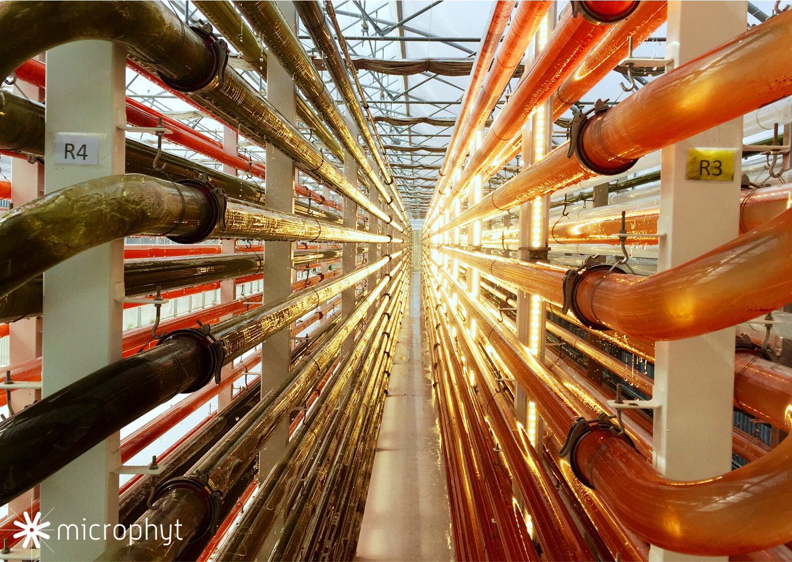 MicroPhyt-photobioreactor.jpg