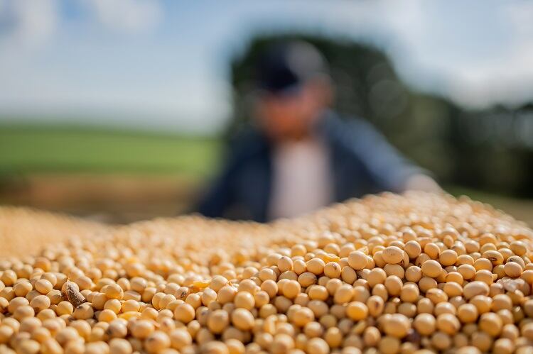 How manufacturers can source soy sustainably: The EUDR and beyond