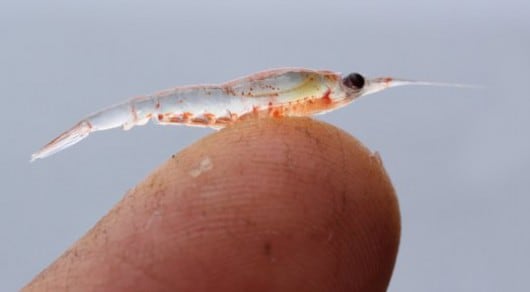 krill-on-finger-free.jpg