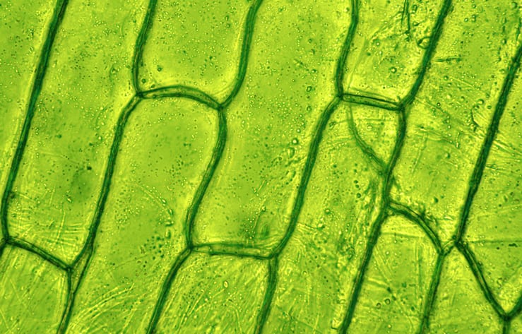 Is-plant-cell-culture-technology-finally-ready-for-big-time.jpg