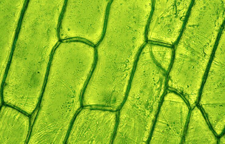 Is plant cell culture technology finally ready for big time? 