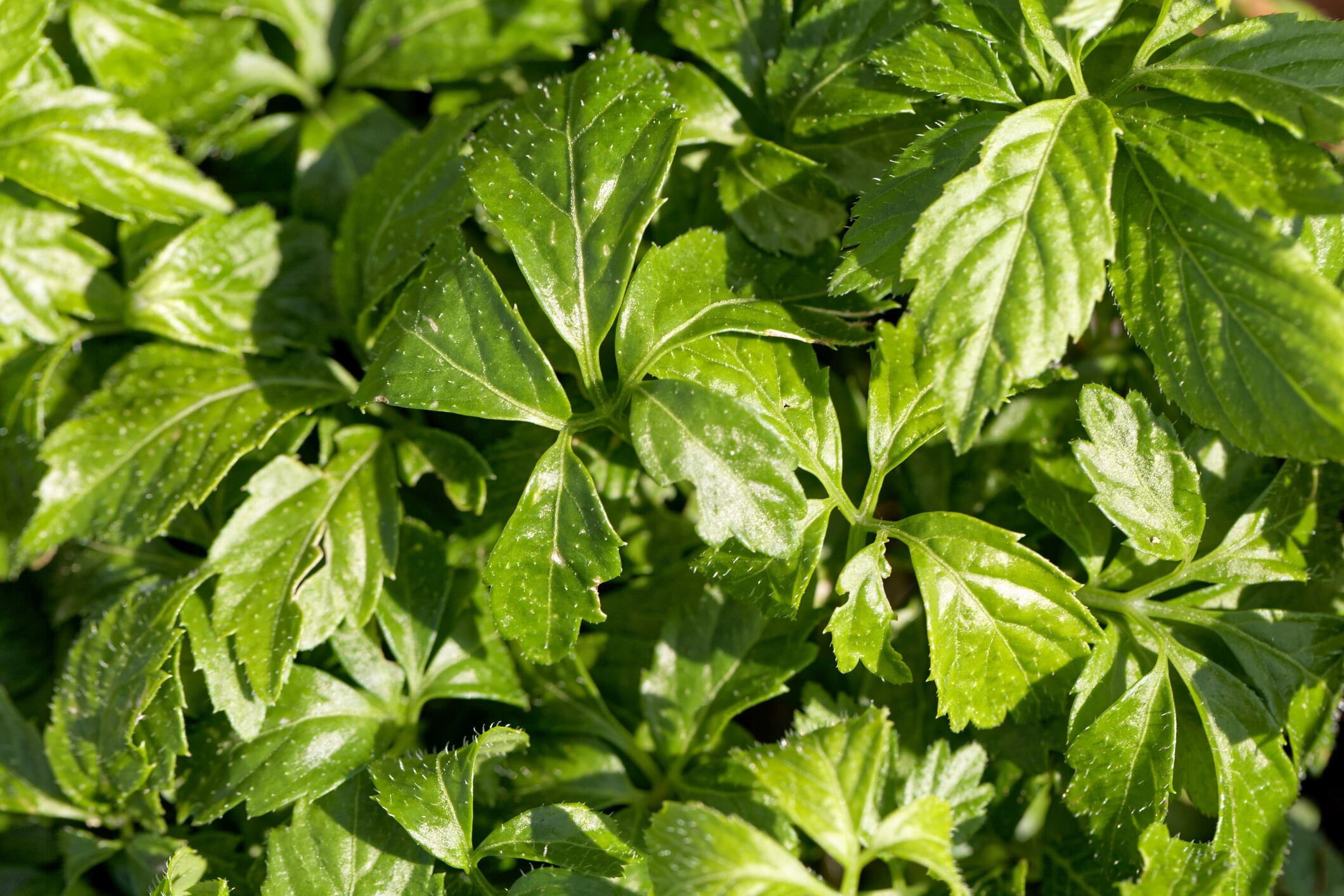 Herb-extract-may-boost-physical-and-mental-performance.jpg