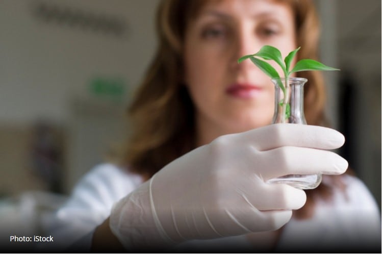 Botanical-extracts-may-show-greater-efficacy-than-antibiotics-for-Lyme-disease-study-thinks.jpg