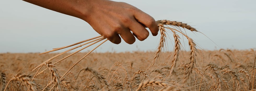 Arabinoxylan-from-wheat-endosperm-a-novel-prebiotic-targeting-gut-health-and-immunity.jpg