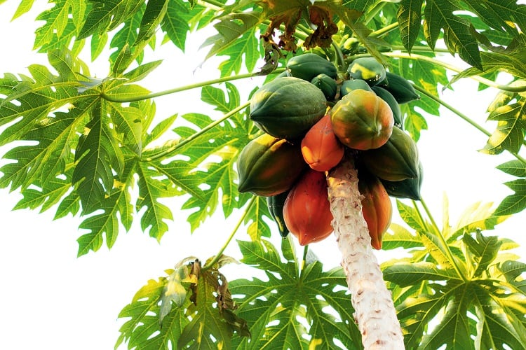 Papaya waste upcycled into fruit bars enriched with whey protein