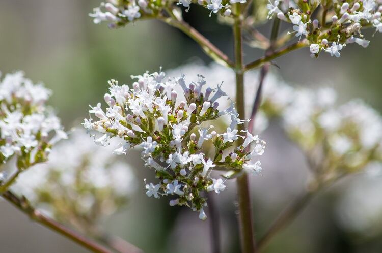 Valerian-flowers-C-Getty-Images-EstuaryPig.jpg