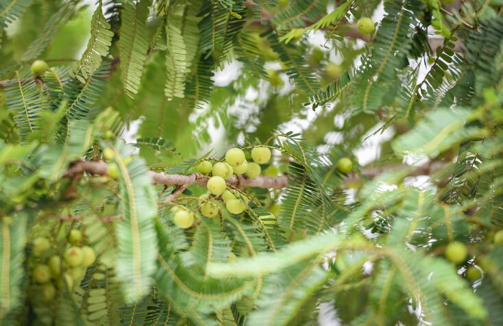 amla-GettyImages-panida.jpg