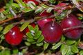 Cranberry’s unique A-Type PAC’s show significant UTH benefits through anti-adhesion acitvity (AAA)