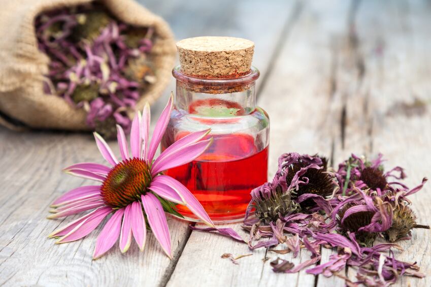 immune-echinacea-botanical-herbal.jpg