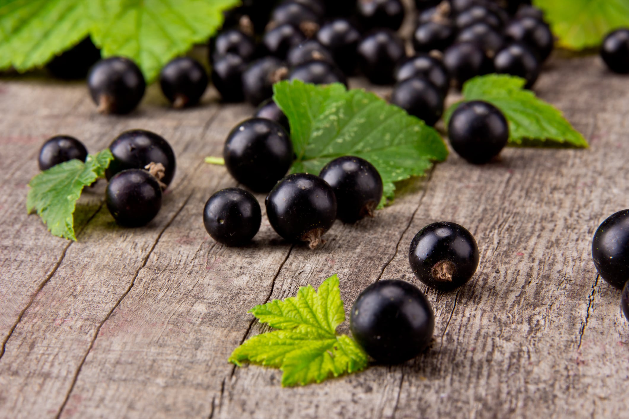 Meta-analysis supports sports performance benefits of NZ blackcurrants