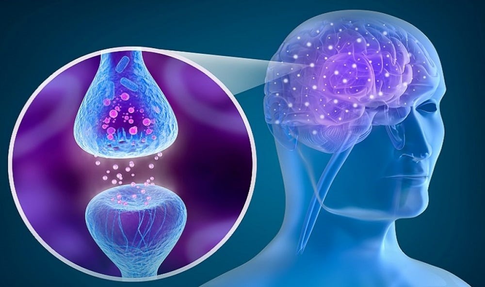 human-brain-receptor-neuron-neuro-system-shutterstock_331454324-34iv8w6k4e3t1nxc52sbnk.jpg