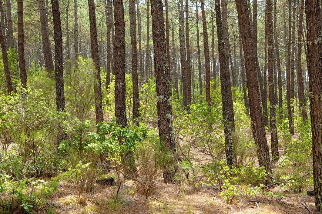 Pine bark extract may protect skin from seasonal changes, environmental stress: Study