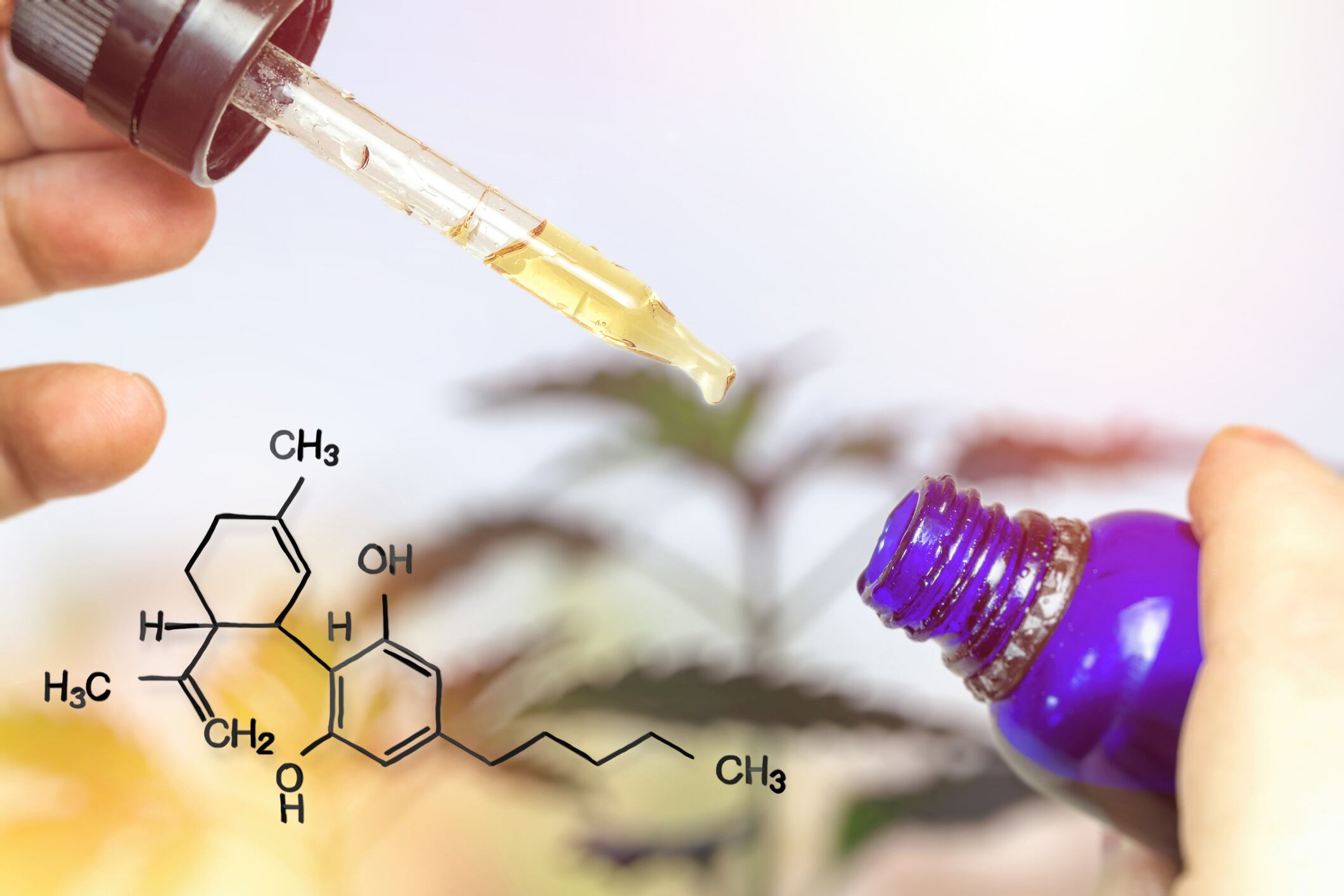 Rapidly diversifying CBD realm will cleave along quality lines