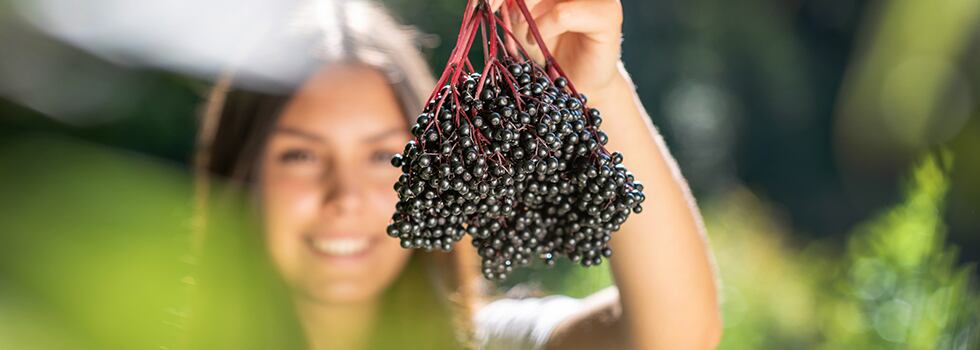Black-Elderberry-extract-inhibits-the-replication-of-SARS-CoV2-in-vitro.jpg