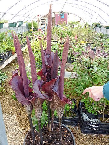 360px-Amorphophallus_konjac_-Flower_Factory.jpg
