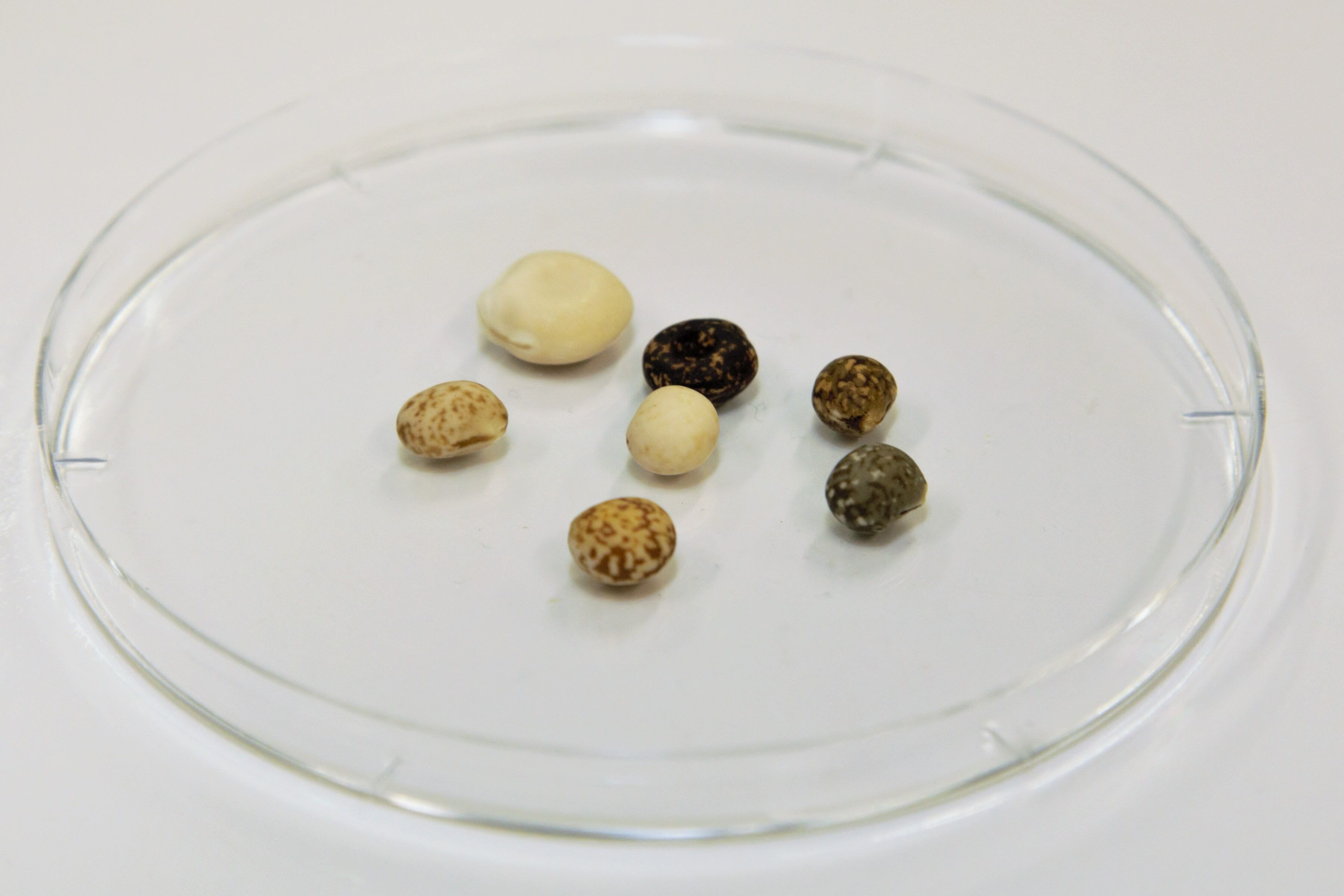 From-feed-to-star-ingredient-How-Aussie-researchers-are-striving-to-make-lupins-next-high-value-nutritional-product.jpg