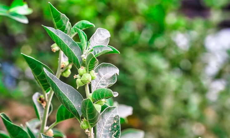 Shakeup in ashwagandha sector? India’s AYUSH caution against use of leaves in supplements