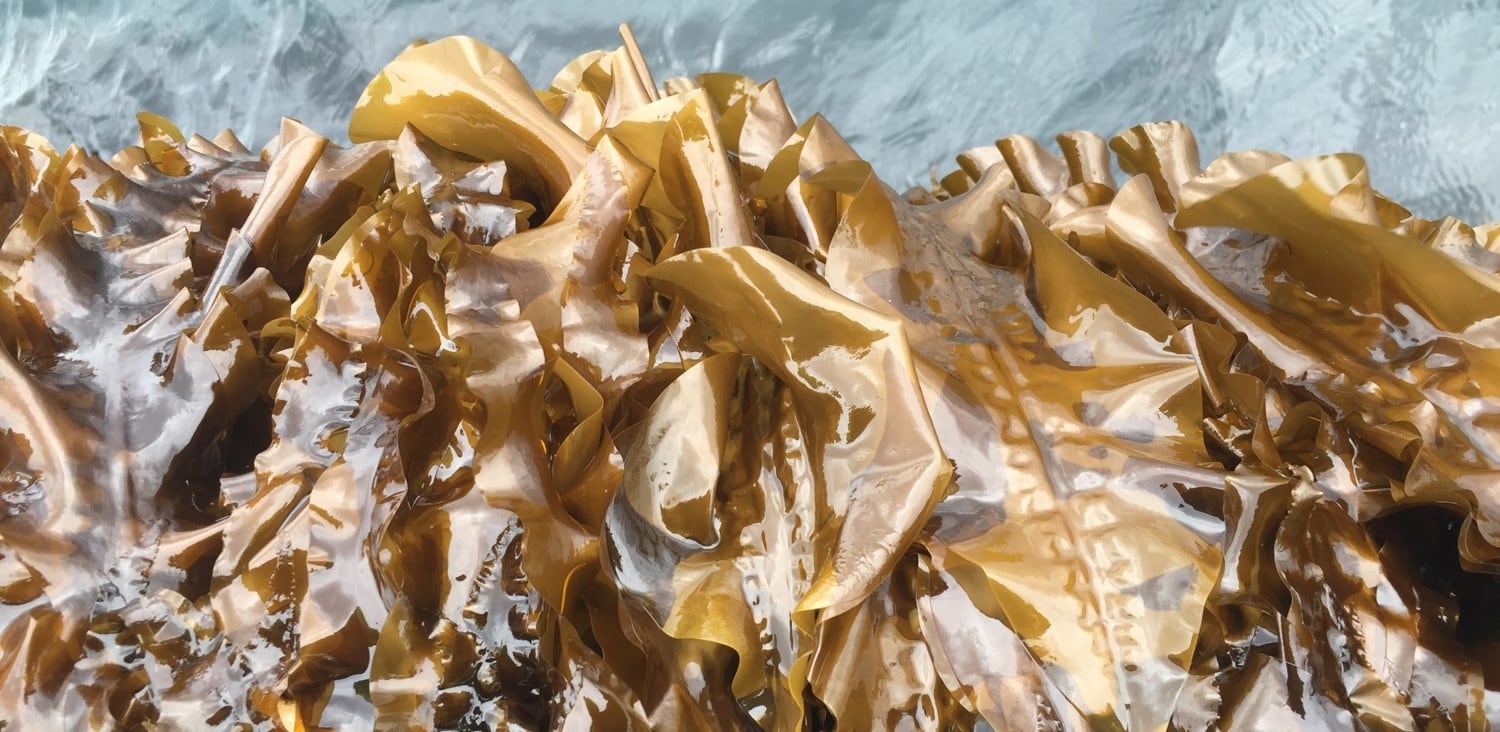 Sugar-kelp-farmed-on-the-island-of-Froeya.jpg