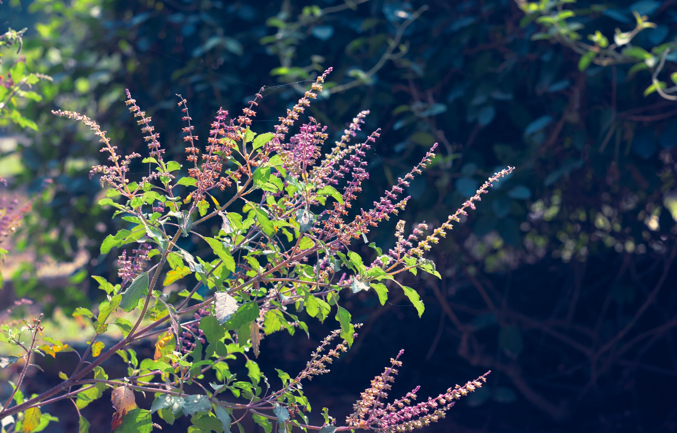 Holy basil / tulsi plant, a medicinal plant. Also used in hindu religious practices.