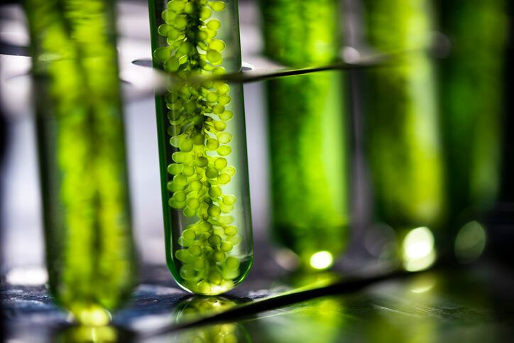 Novosana and LUS partner to grow vegan omega-3 market 