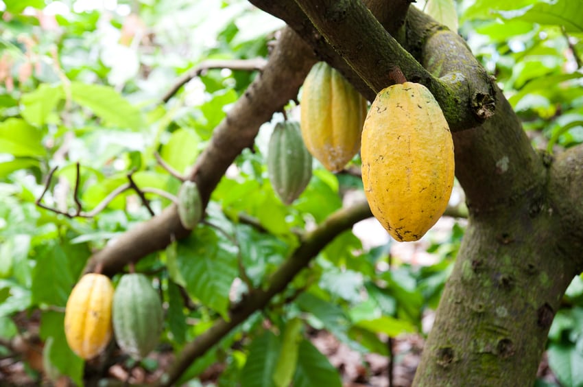 Consultation-process-contributes-to-new-2019-EU-novel-food-regulation.jpg