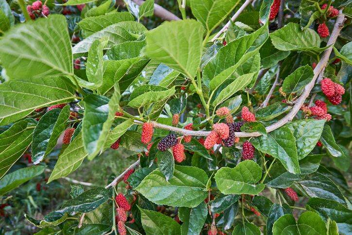 特保の汚染：日本で粉体食品原料を守るための新しい方法を科学者が提案