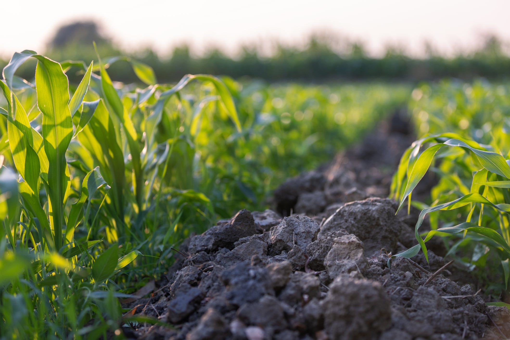 "We have to build the foundation, and the way we see it is that even if we aren’t ever able to source from these farms, we are still making a huge impact to people and planet," said Kristie Cerutti, vice president of strategic partnerships and impact at Ancient Nutrition.
