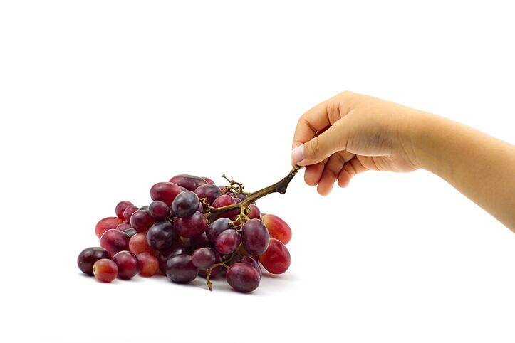 Researchers explore influence of grape consumption on gut microbiome