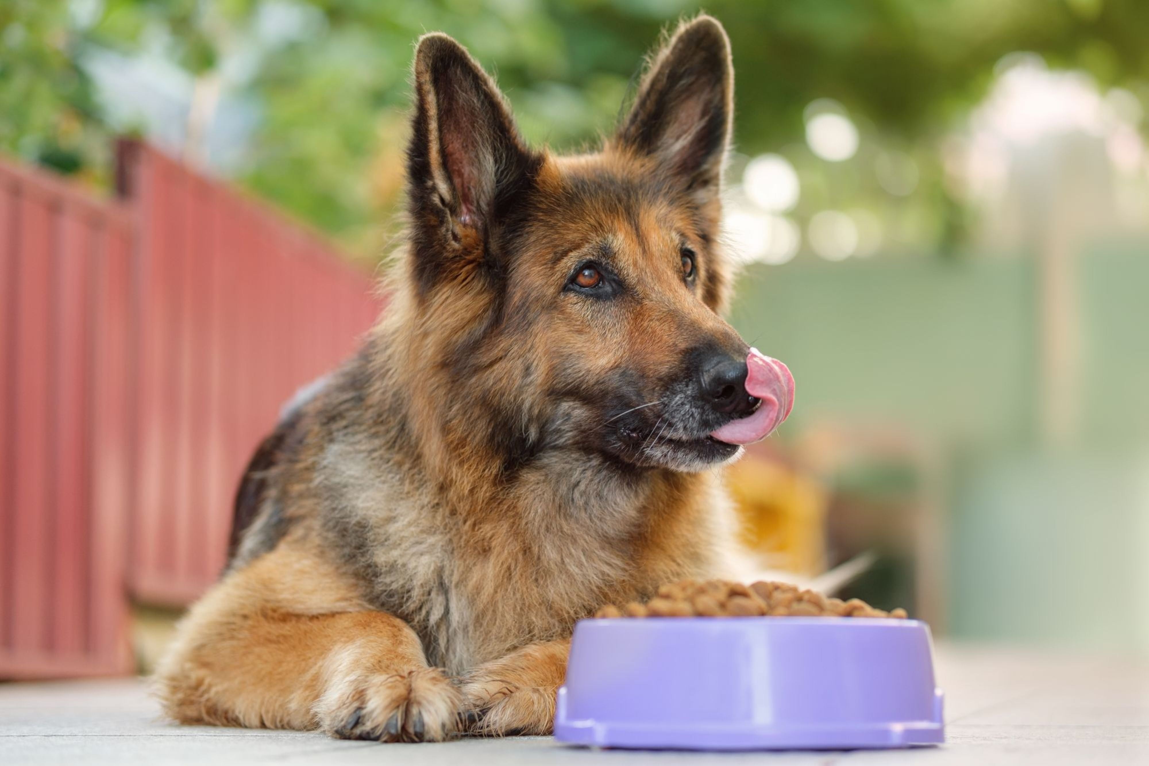 Dog with food bowl.