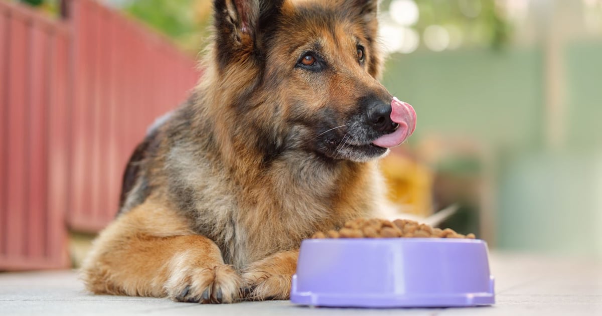 NutriLeads and dsm-firmenich study suggests prebiotic health benefits in dogs NutriLeads and dsm-firmenich study suggests prebiotic health benefits in dogs