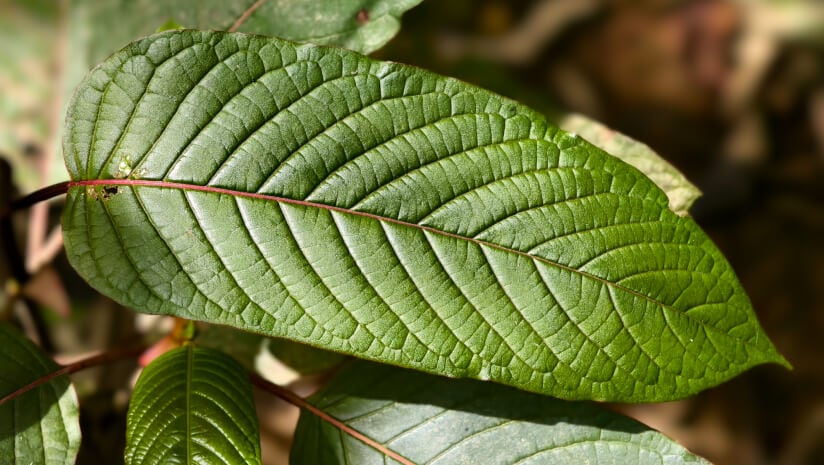 The study confirmed that serving size is an important consideration to achieve the positive benefits of natural kratom.