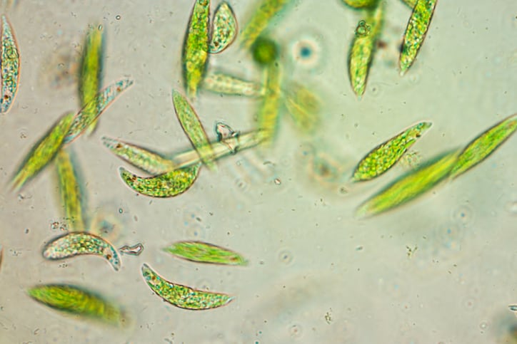 Euglena intake increases beneficial gut bacteria and improves sleep quality in adult men – Japan study