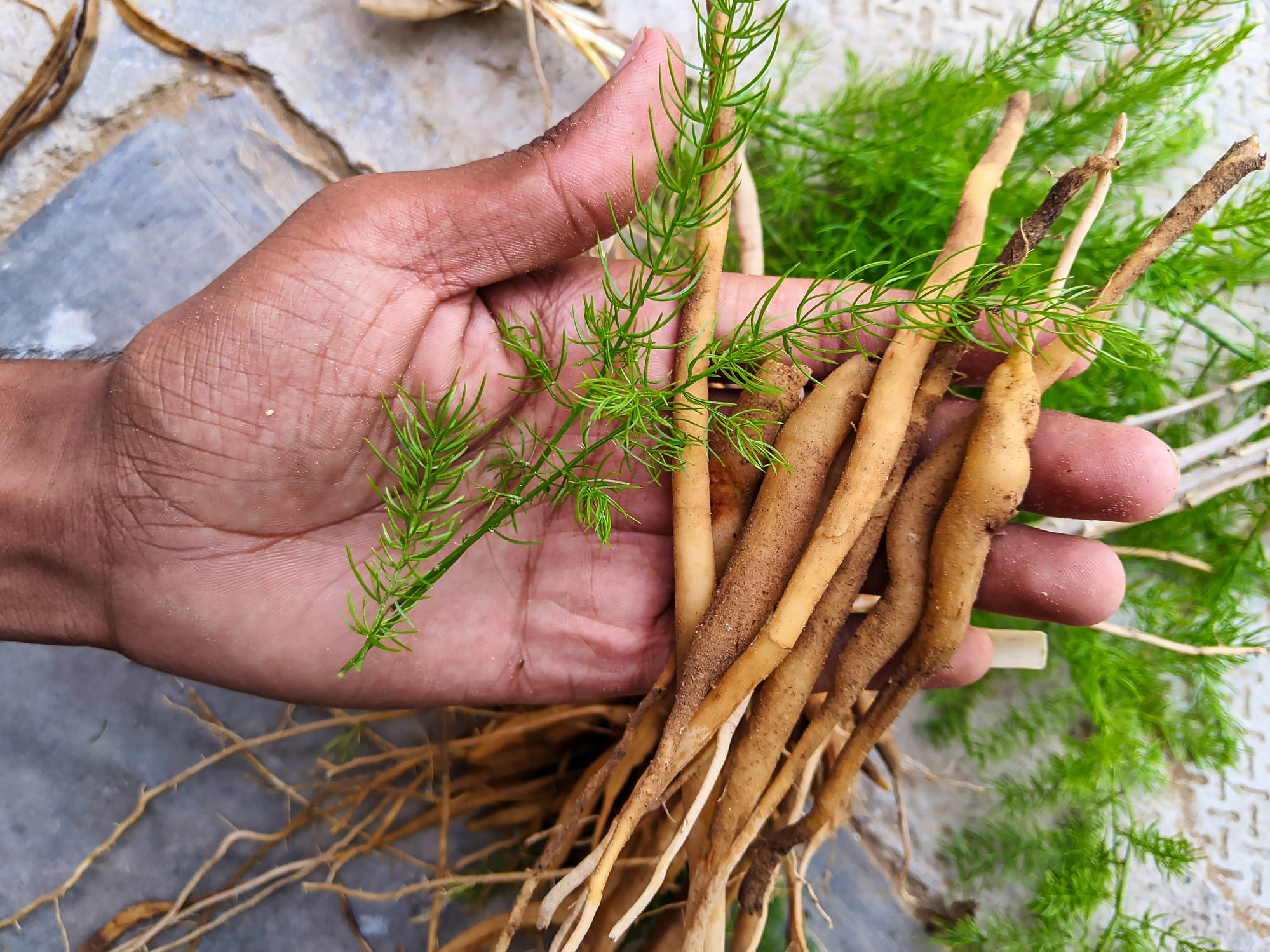 Asparagus racemosus or Shatavari botanical herb in India. Hand holding of roots of Asparagus racemosus. Tonic herb for women Helps balance the female hormonal system.