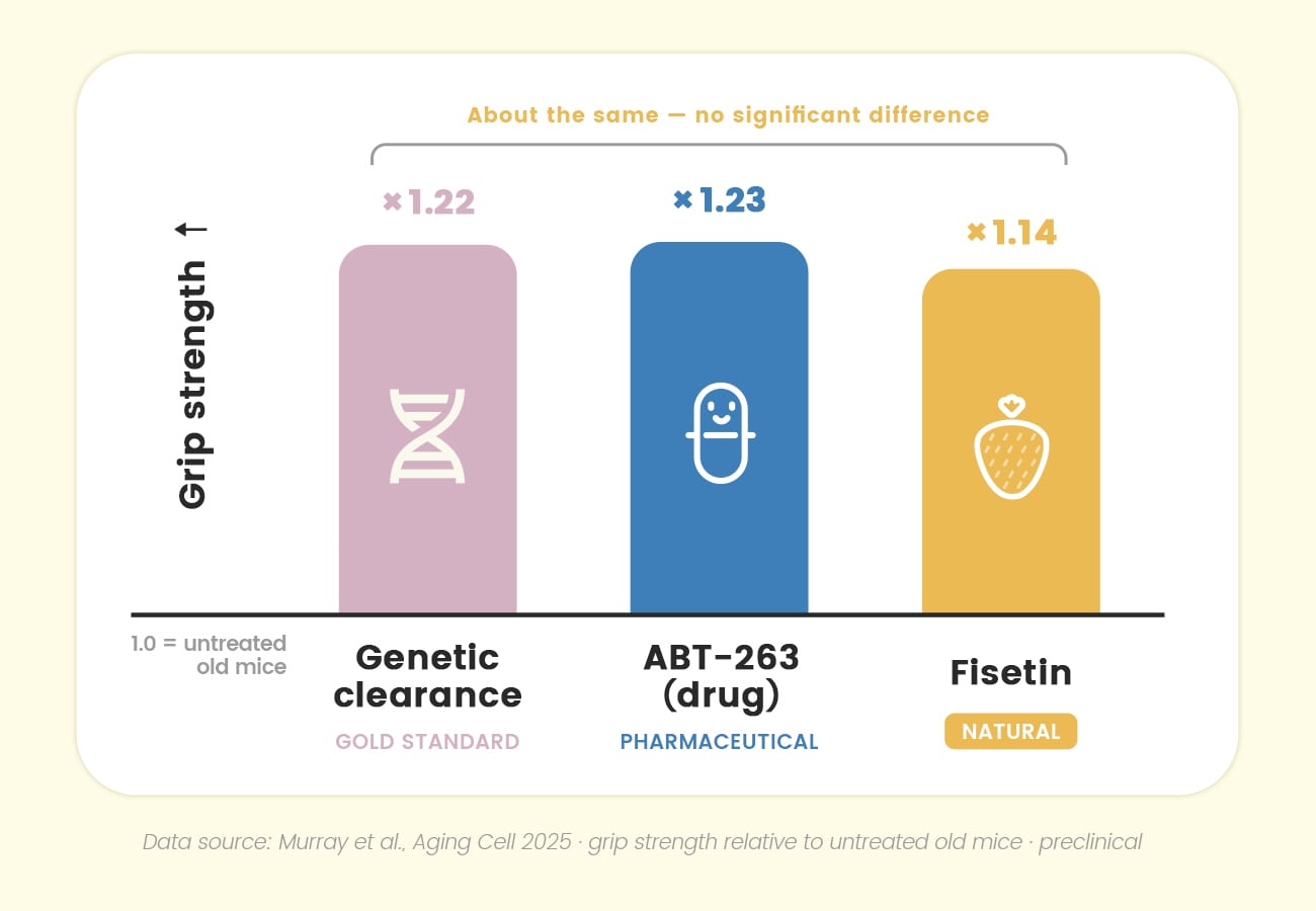 In naturally aged mice, fisetin produced comparable improvements in grip strength and frailty scores while reducing markers of cellular senescence within skeletal muscle.
