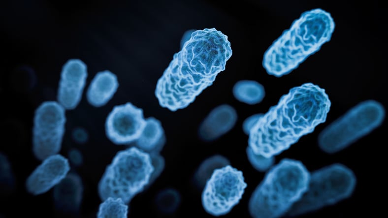 A photo showing the Lactobacillus Bulgaricus bacteria.