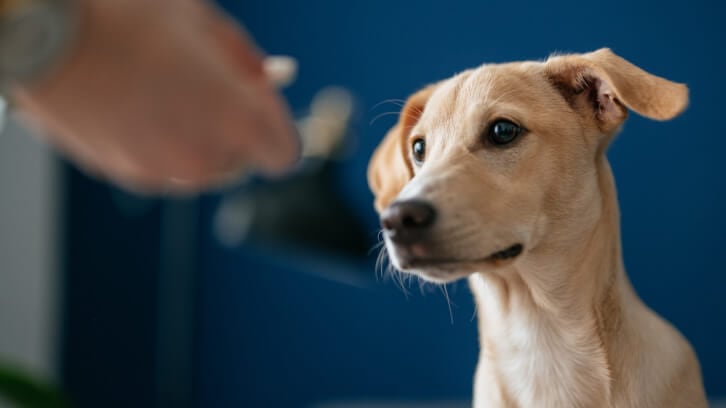 Attorneys on animal supplements: What’s in a good claim?