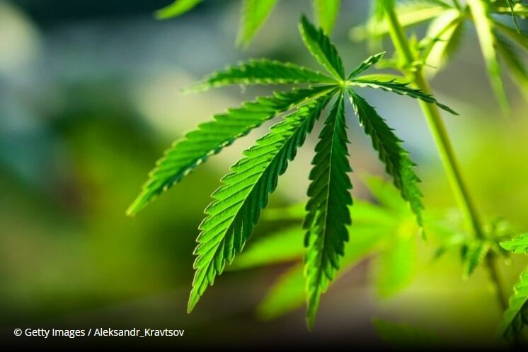 Belgium’s Kreglinger enters the CBD market