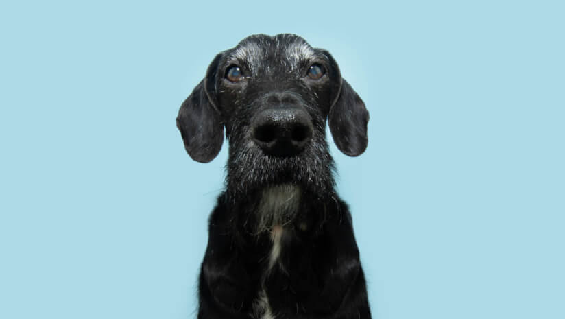 Research shows that pet parents around the world are invested in healthy aging.