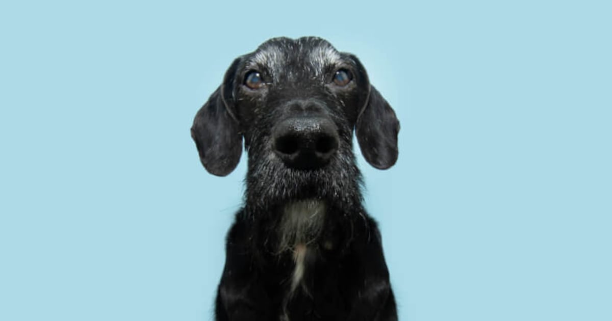 ADM: Pet longevity supplements can be a hard sell