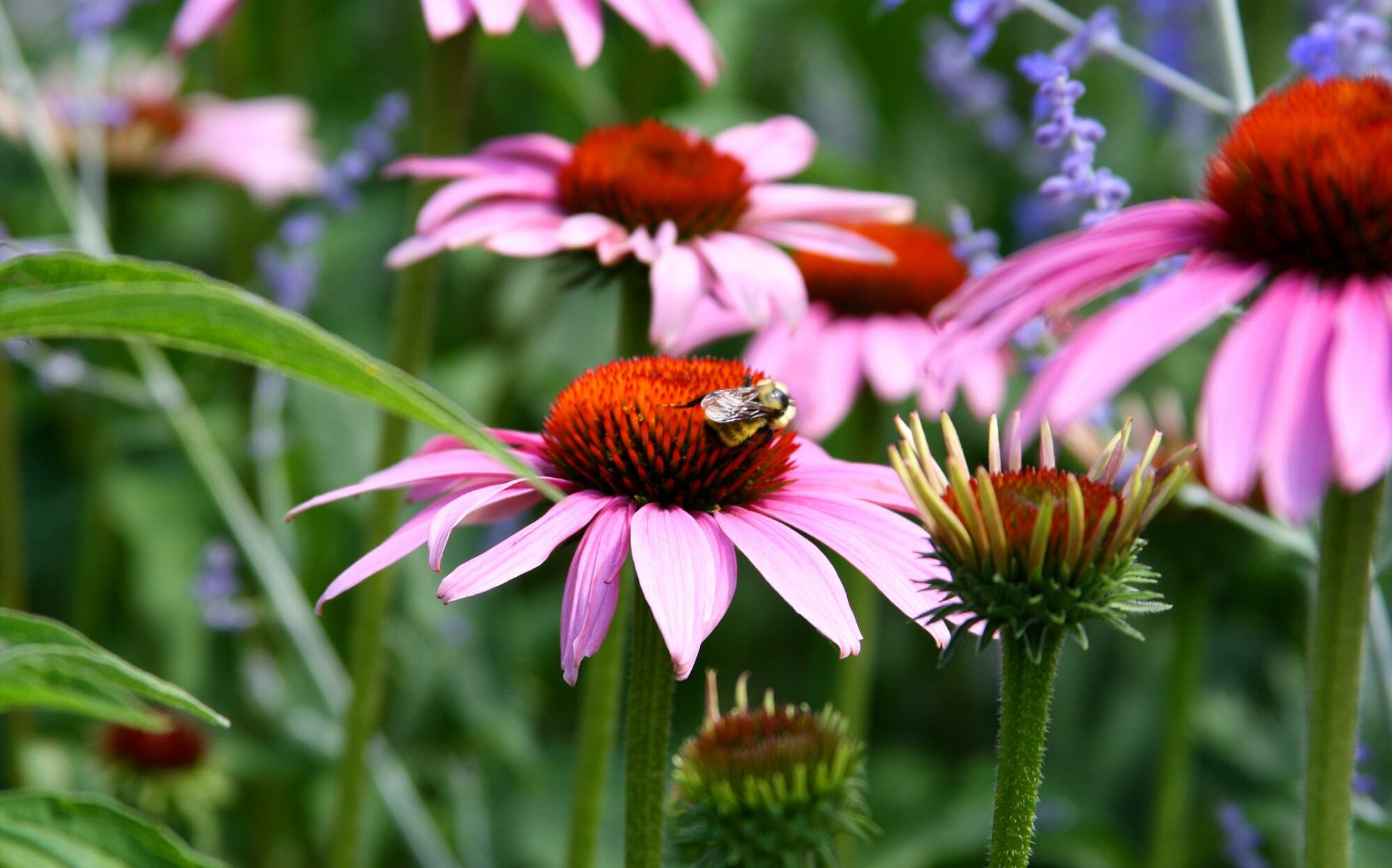 ABC awards botanical excellence at 18th annual celebration ceremony