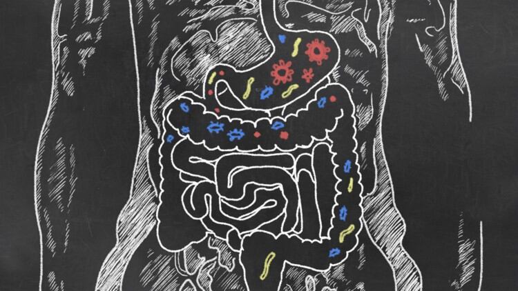 Phage cascade can shape the gut microbome and its metabolites: Study