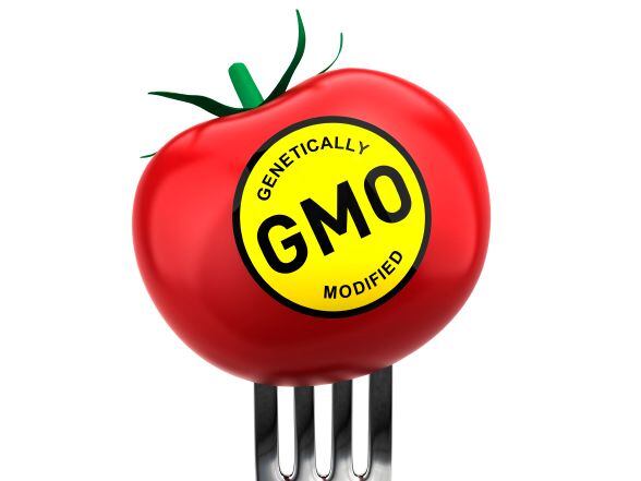 GMO-tomato-istock-EduardHarkonen.jpg