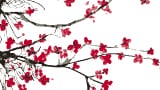 Bringing a leading Japanese postbiotic ingredient to Europe
