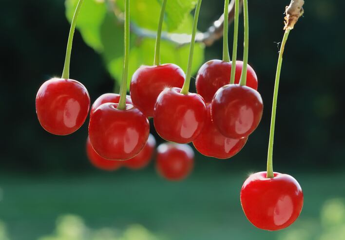Significant-improvements-in-endurance-performance-says-1st-meta-analysis-of-tart-cherry-benefits.jpg