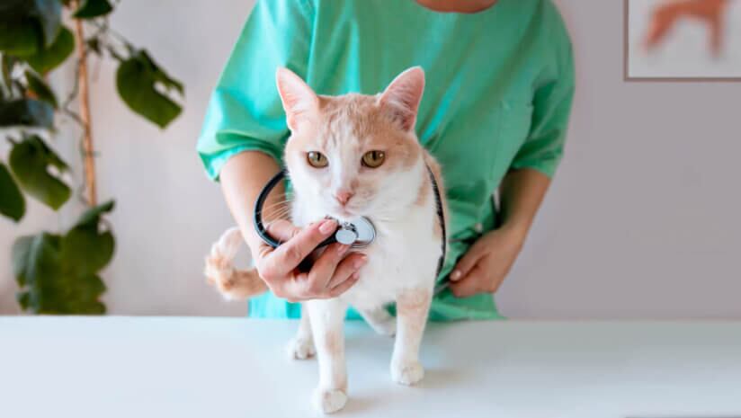 Veterinarians and scientists spoke at this year's Probiota Americas about the development of strains and ongoing safety data collection to inform companion animal research.