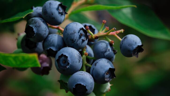 From crop to consumer: Blueberry genotype and dose for precision nutrition